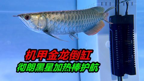 金龍魚斷尾是什么原因