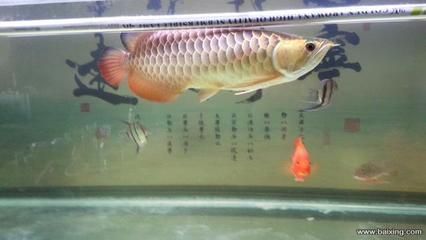 金龍魚一條多少斤重 龍魚百科