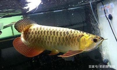 金龍魚35厘米表現(xiàn)