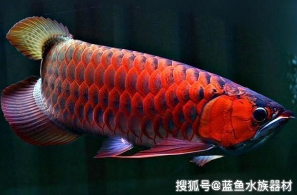 紅龍魚性格怎么樣