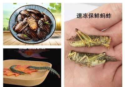 龍魚(yú)吃螞蚱的好處是什么意思 龍魚(yú)百科