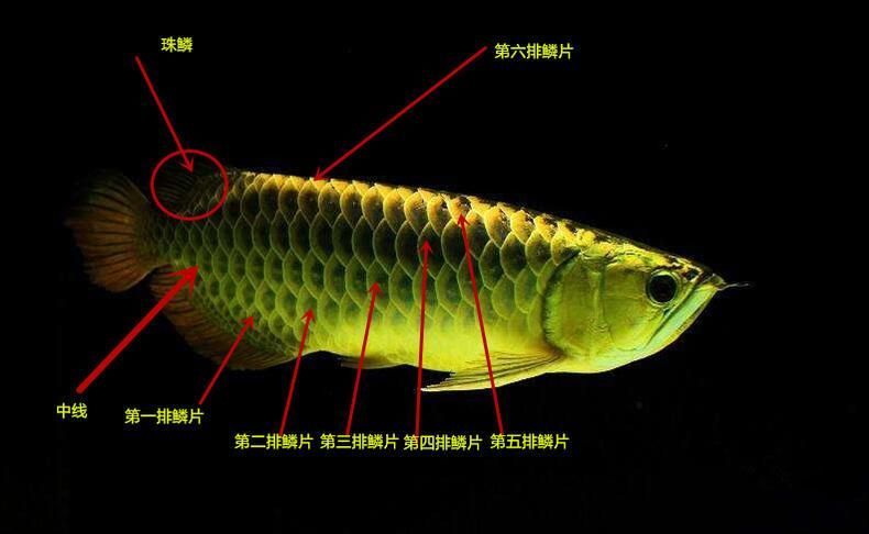 龍魚的部位名稱圖 龍魚百科