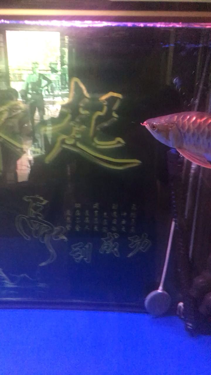 新手好看嗎 觀賞魚論壇