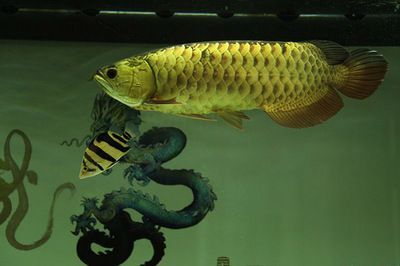 金龍魚(yú)象征著什么意義呢 龍魚(yú)百科