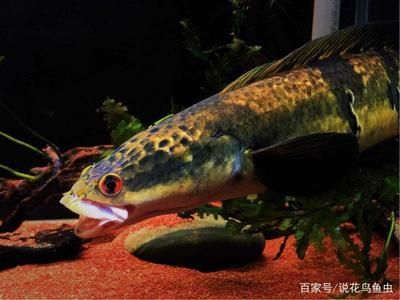 黑魔神雷龍魚生長速度 龍魚百科