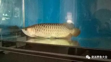 龍魚吃完東西就趴缸 龍魚百科