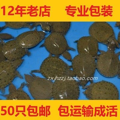 龍魚(yú)吃什么飼料比較好養(yǎng)活一點(diǎn)的魚(yú)苗呢 龍魚(yú)百科