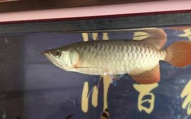 龍魚(yú)腸炎停食多久恢復(fù) 龍魚(yú)百科