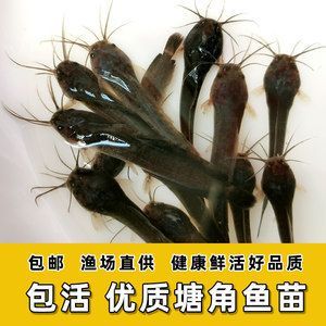 龍魚的胡須有什么用途和功效呢