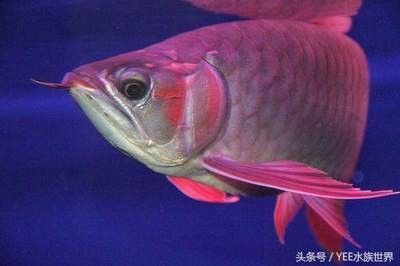 龍魚掉眼什么樣子 龍魚百科