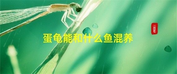 龍魚凍傷搶救 龍魚百科