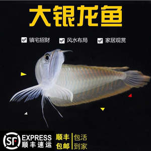 龍魚吃什么活體魚好吃 龍魚百科