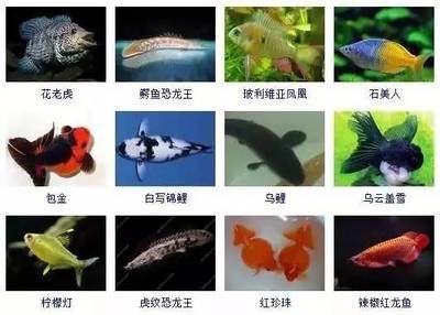 紅龍魚種類圖鑒大全