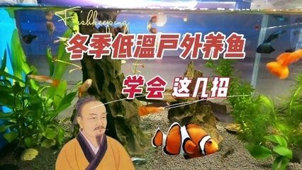 龍魚吃不吃小魚仔 龍魚百科