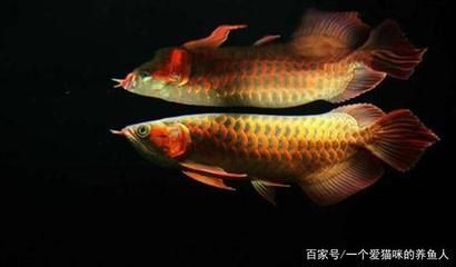 紅龍魚多少公分開始打側(cè)燈