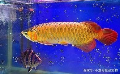 龍魚(yú)的溫度最高水溫不能超過(guò)多少度呢