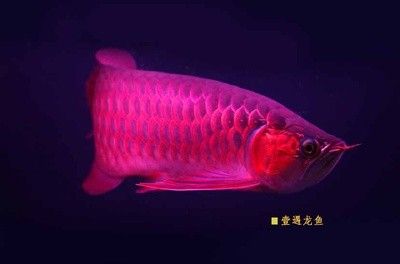 龍魚都有哪些品牌好 龍魚百科