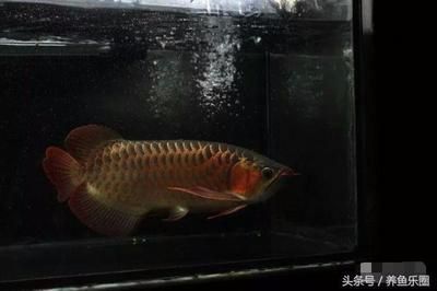 給龍魚(yú)喂什么魚(yú)比較好養(yǎng)活一些 龍魚(yú)百科