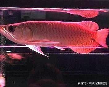 龍魚病癥