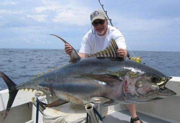 海底飛龍魚刺身 龍魚百科