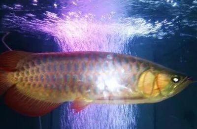 龍魚(yú)多少溫度最好養(yǎng)呢 龍魚(yú)百科