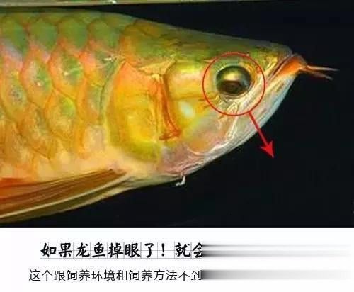 龍魚掉眼原因分析怎么寫好一點(diǎn)呢