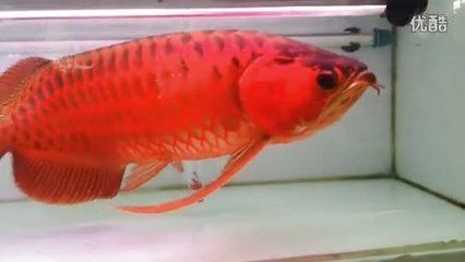 老孫龍魚背景音樂叫什么 龍魚百科