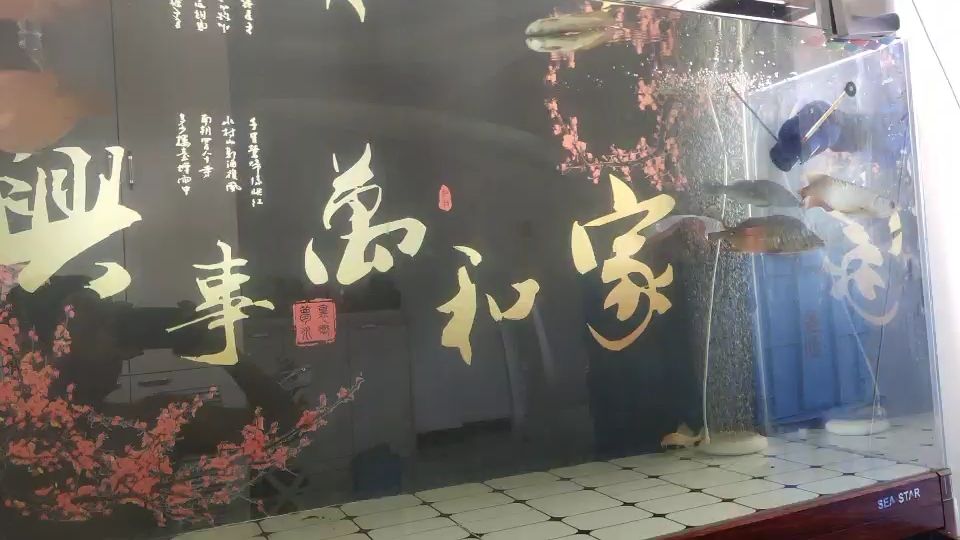 龍魚這狀態(tài)正常嗎？ 觀賞魚論壇