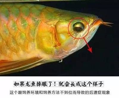 龍魚(yú)掉眼原因分析怎么寫(xiě)的 龍魚(yú)百科