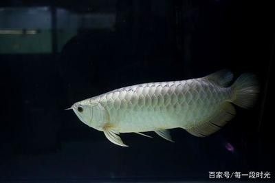 龍魚(yú)多少溫度合適養(yǎng)魚(yú)呢