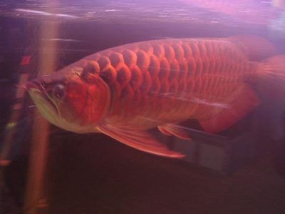 70公分紅龍魚多少錢