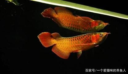 龍魚的顏色和燈光有關(guān)系嗎