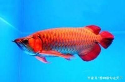 紅色金龍魚寓意著什么意思 龍魚百科