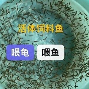 龍魚的飼料魚怎么檢疫 龍魚百科