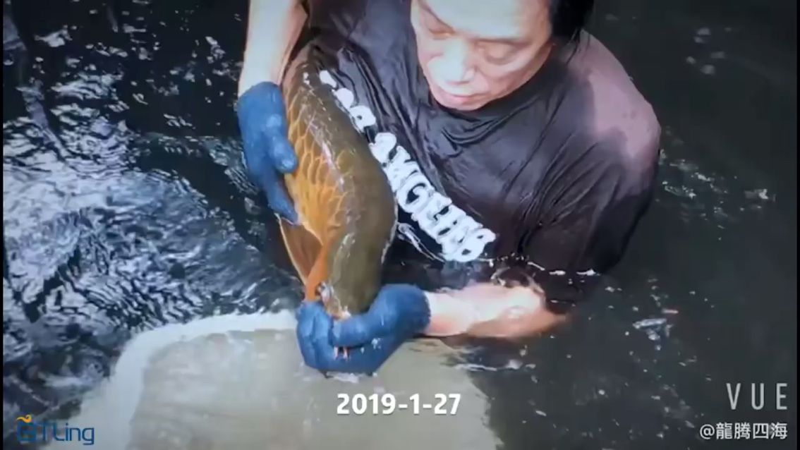 看種魚收小魚買魚品質(zhì)有保障 觀賞魚論壇