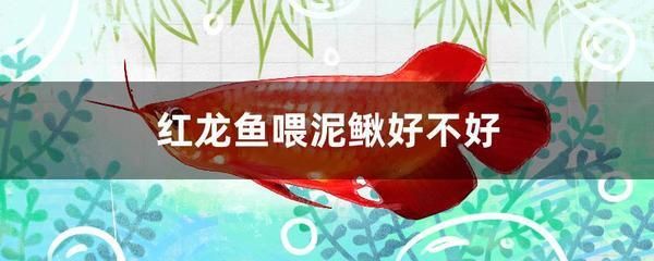 紅龍魚喂泥鰍要怎樣處理