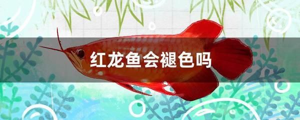 紅龍魚(yú)吃飼料好還是吃蝦肉好呢 龍魚(yú)百科