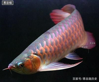 金龍魚的主要食物是什么 龍魚百科