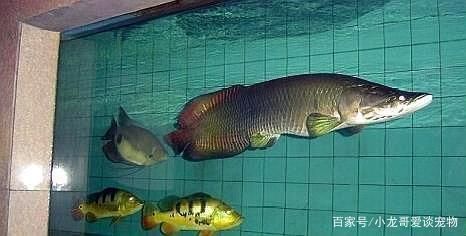 金龍魚最重多少斤