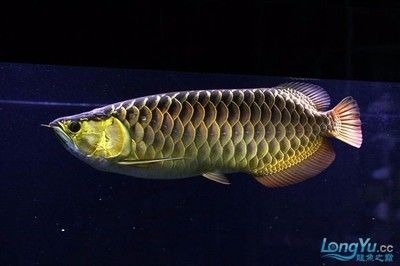 金龍魚(yú)銀龍魚(yú)多少錢一條