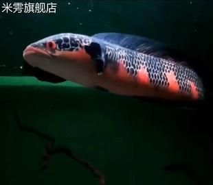 紅帝王雷龍魚怎么區(qū)分雌雄 龍魚百科