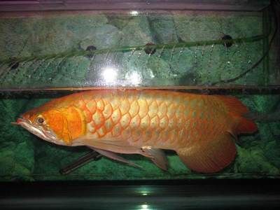 金龍魚市場(chǎng)價(jià)多少錢1斤 龍魚百科