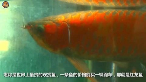 紅龍魚喂養(yǎng)方法和技巧 龍魚百科