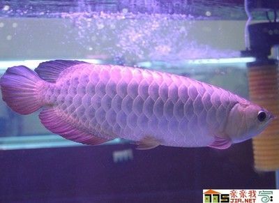 家里養(yǎng)銀龍魚養(yǎng)幾條最好