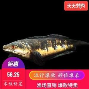 紅龍魚體型怎么可以變寬一點(diǎn)