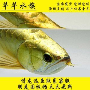 龍魚吃什么活體魚好 龍魚百科