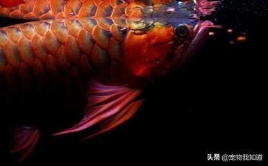 45公分紅龍魚(yú)用側(cè)燈還是頂燈 龍魚(yú)百科