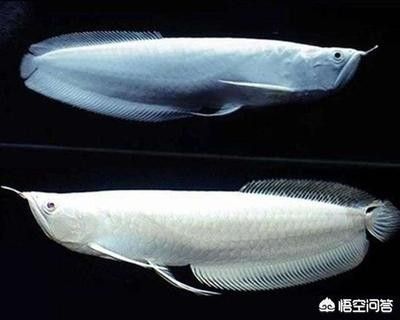 龍魚都能吃什么 龍魚百科