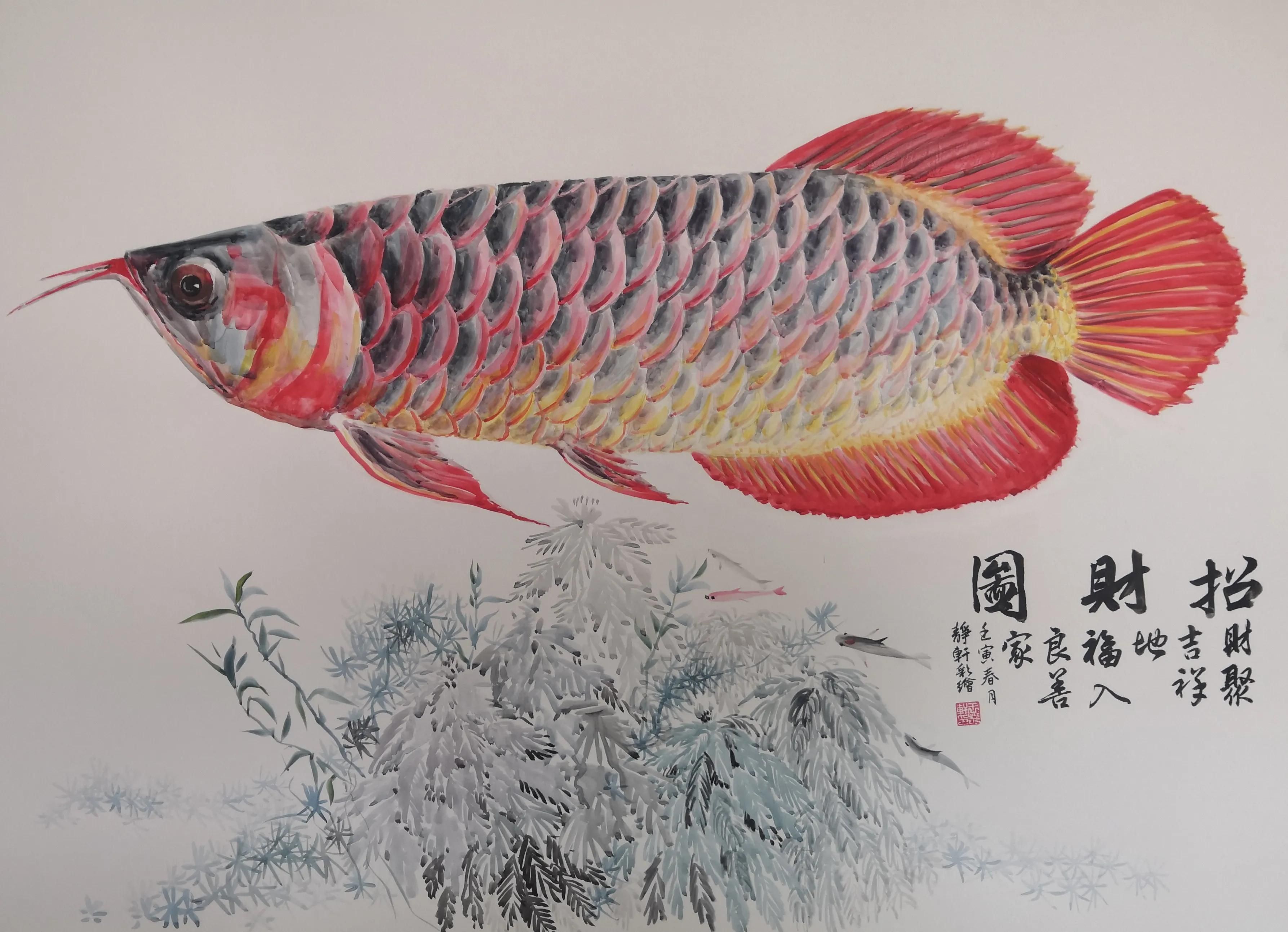 紅龍魚(yú)國(guó)畫(huà)高清 龍魚(yú)百科