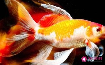 龍魚風水作用是什么 龍魚百科